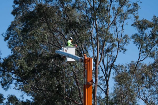 Birmingham Tree Trimming